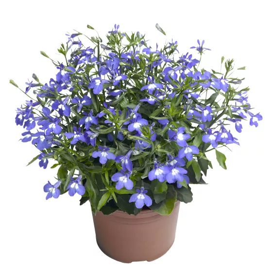 Techno® Up Blue