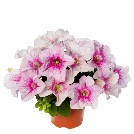 Sanguna® Mega Pink Vein