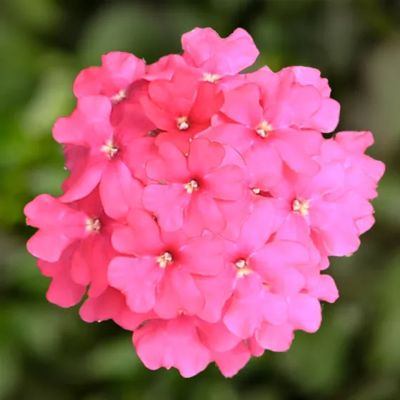 Lanai® Neon Rose