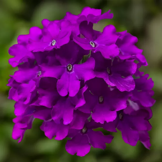Lanai® Purple | Syngenta Flowers