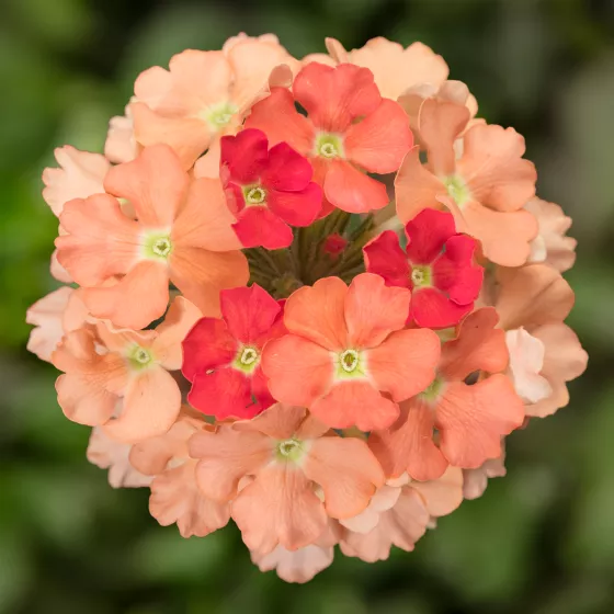Lanai® Peach | Syngenta Flowers