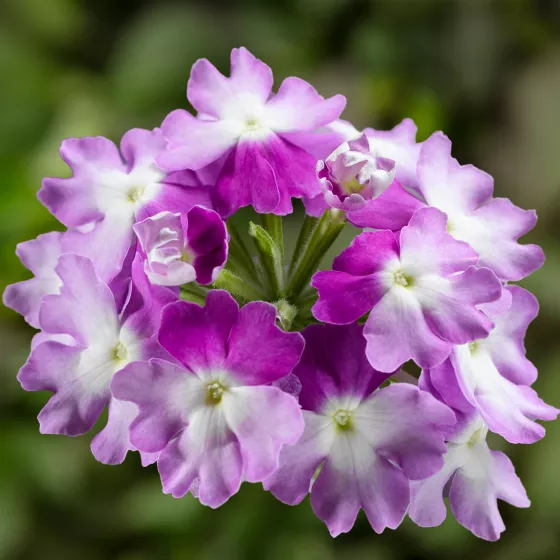 162サイコフラワー Lanai® Compact Twister Purple | Syngenta Flowers