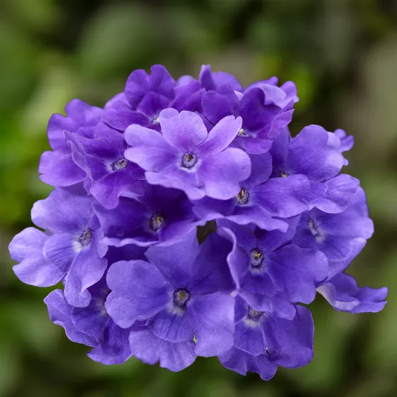 Lanai® Up True Blue | Syngenta Flowers
