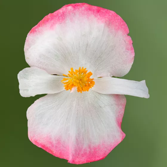 Tophat Rose Bicolor