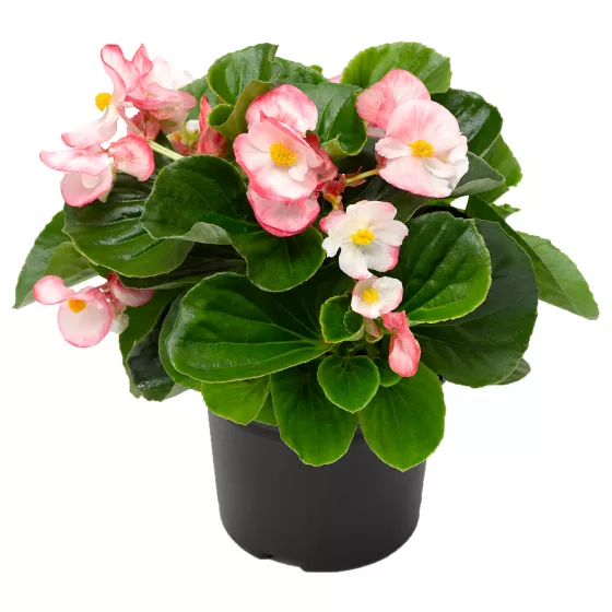 Tophat Rose Bicolor
