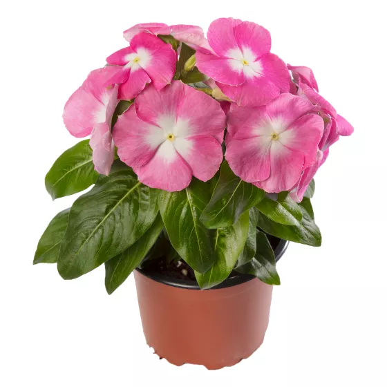 Cora XDR Pink Halo