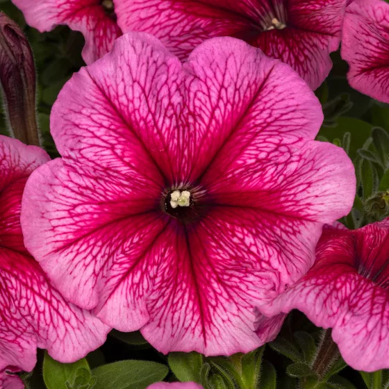 Damask® Rose Veined