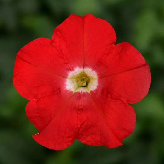 FlashForward Red