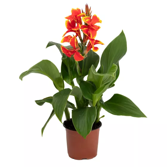 Cannova Red Golden Flame