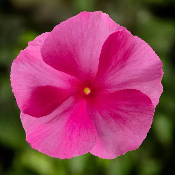 Cora XDR Rose Punch | Syngenta Flowers