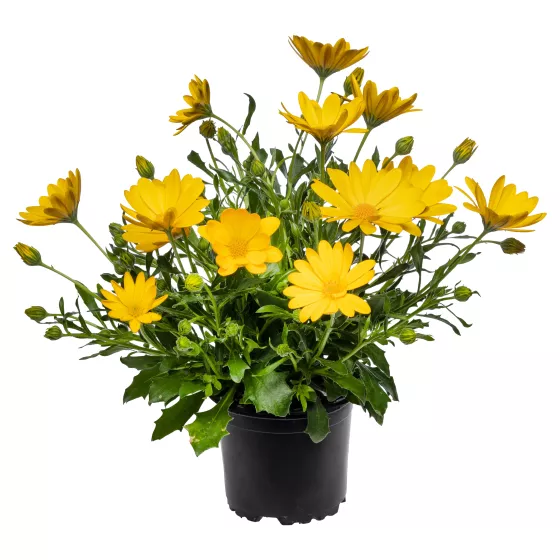 Tradewinds® Yellow Imp.