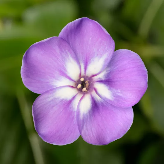 Flatscreen Lilac White Eye | Syngenta Flowers