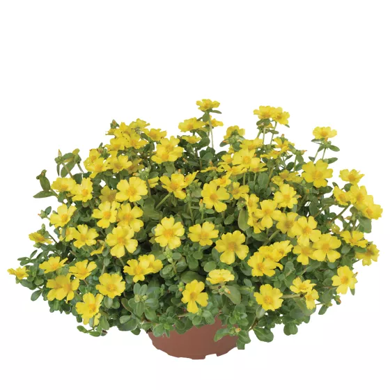 Pazzaz Nano Yellow