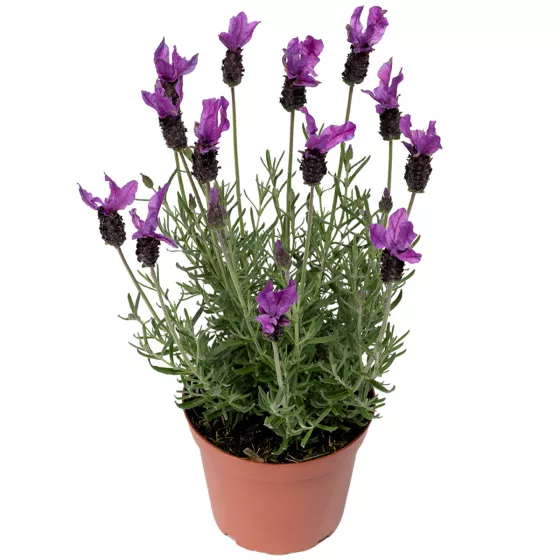 Javelin Fortissimo Purple