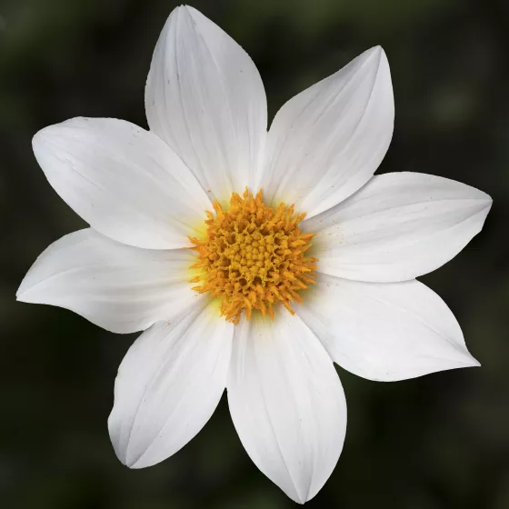 Dahlegria White