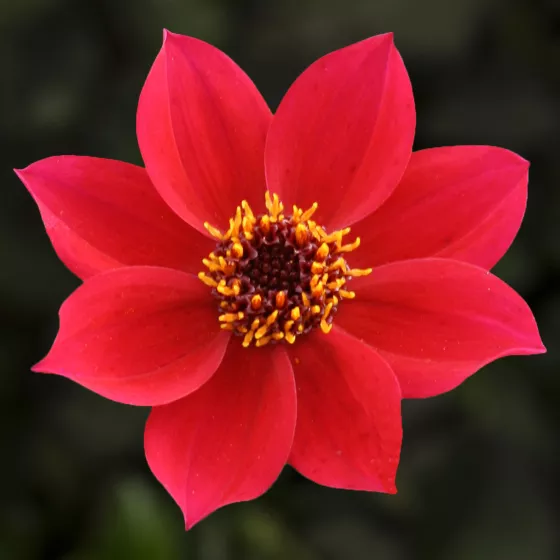 Happy Days Cherry Red
