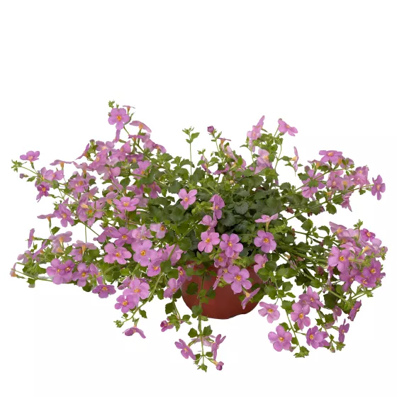 Cabana® Jumbo Rose | Syngenta Flowers