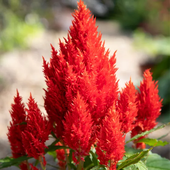 Bright Sparks Scarlet Green Foliage