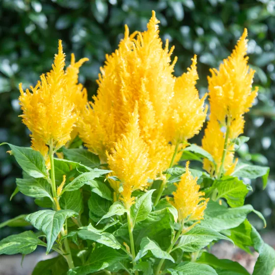 Bright Sparks Yellow