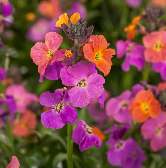 Erysistible Magenta