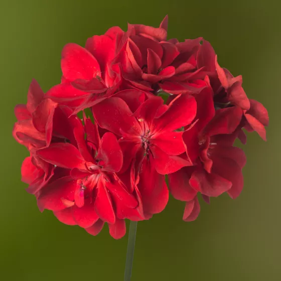 Temprano Bright Red