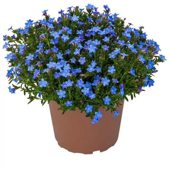 Tidepool Blue | Syngenta Flowers