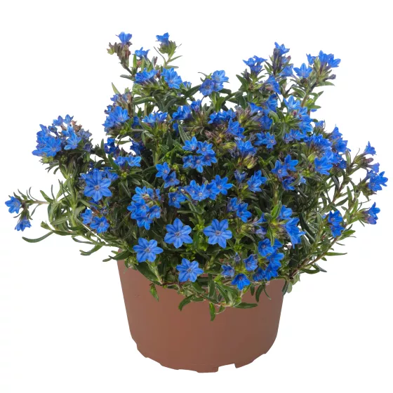 Tidepool Sky Blue | Syngenta Flowers