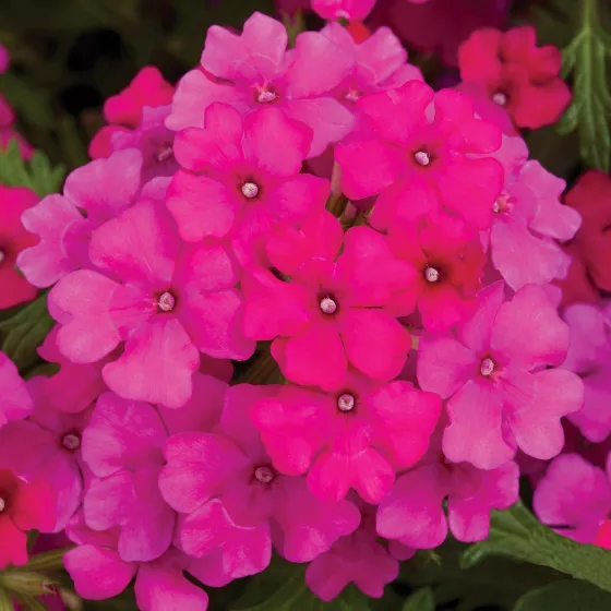 Magelana Hot Rose