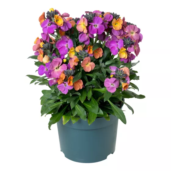 Erysistible Magenta