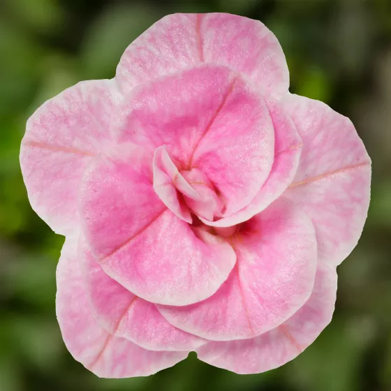 Callie® Double Pastel Pink