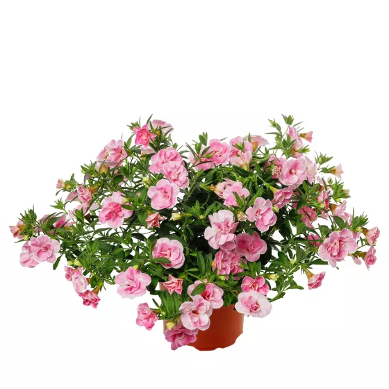 Callie® Double Pastel Pink