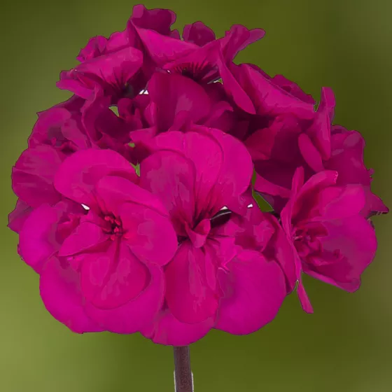 Mojo Violet