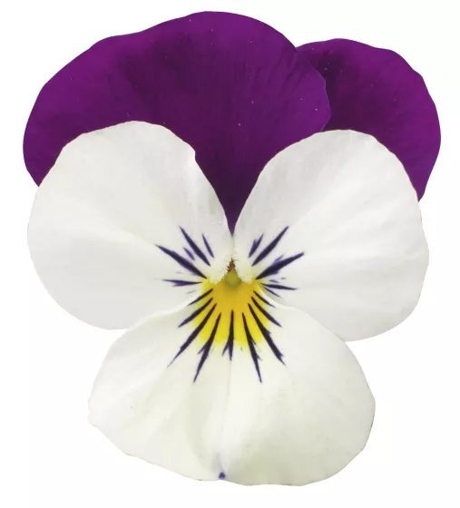 Penny Pro White with Purple Wing