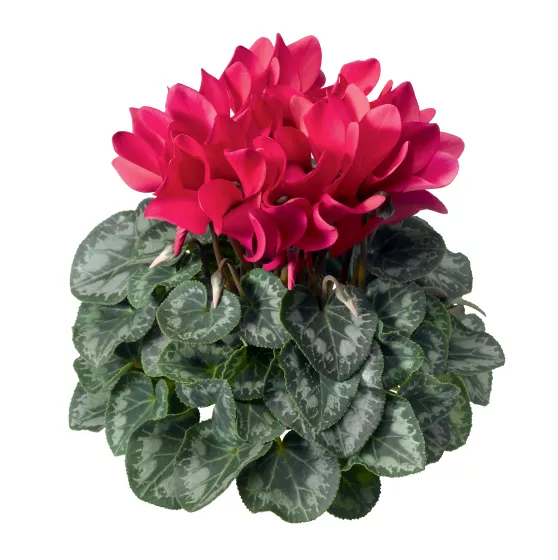 Merita Deep Rose