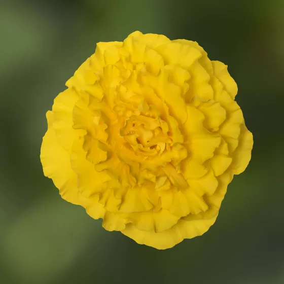 Limitless® Yellow Red Back