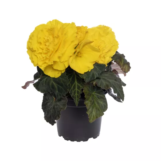 Limitless® Yellow Red Back