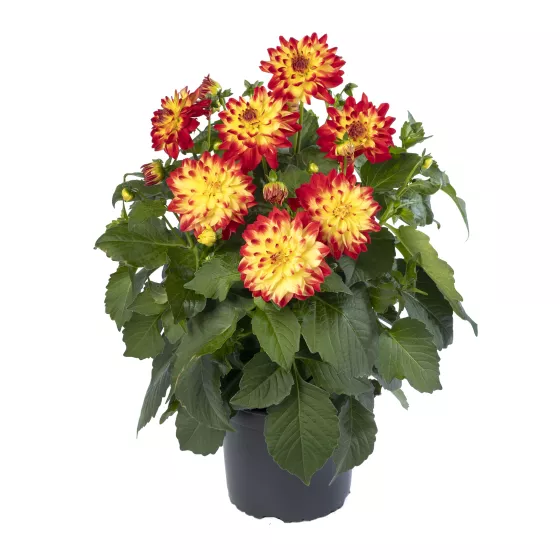 Collection Red Bicolor