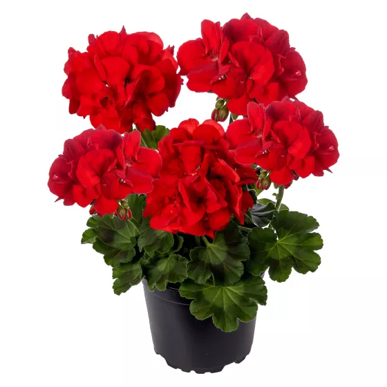 Calliope® M Red