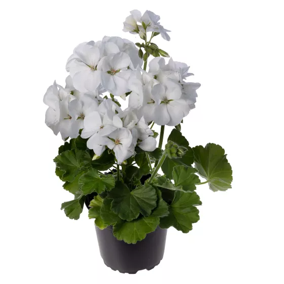 Calliope® M White