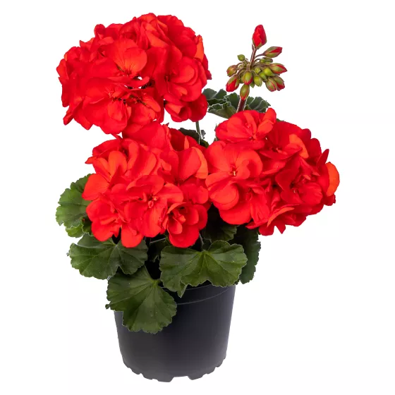 Tango® Dark Red