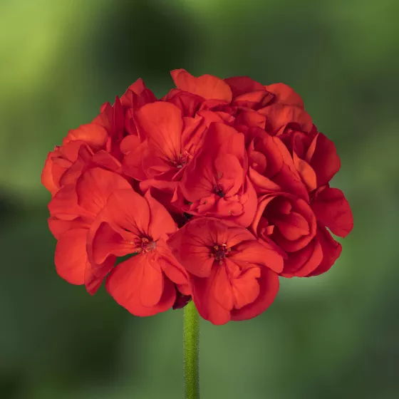 Tango® Dark Red