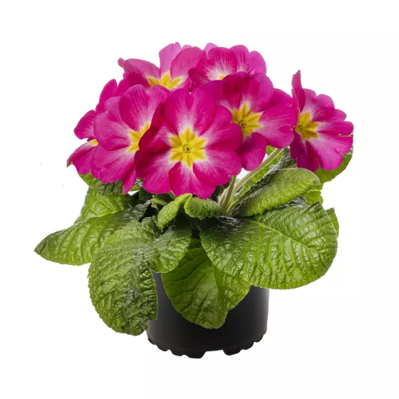 Dania Rose Bicolor