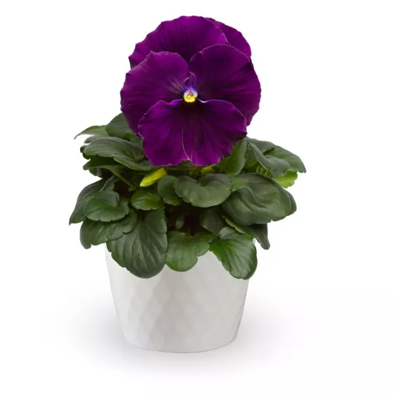 Delta® Pro Clear Violet