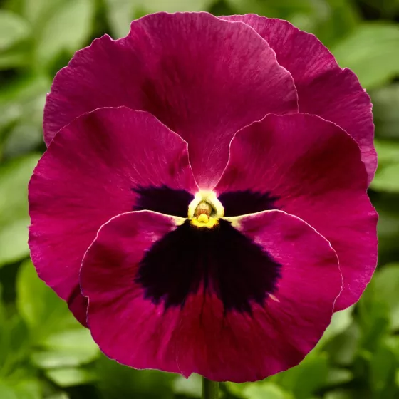 Delta® Pro Rose with Blotch