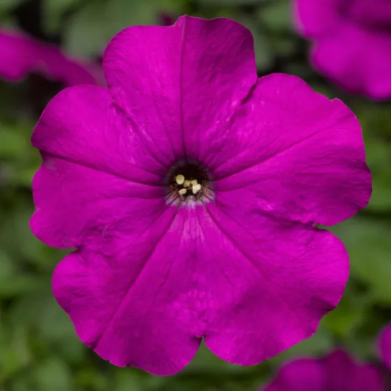 Damask® Violet | Syngenta Flowers