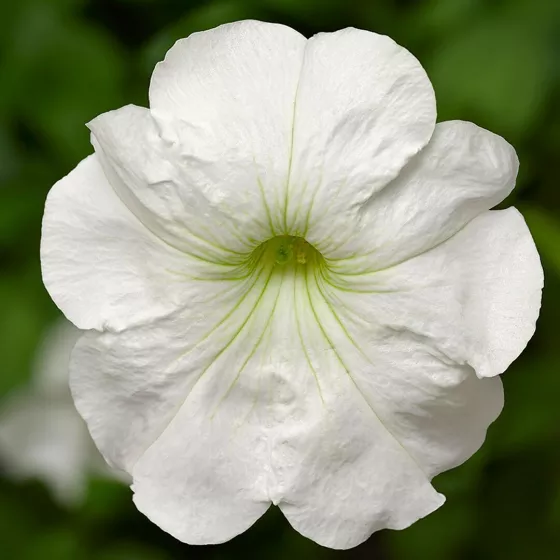 Damask® White