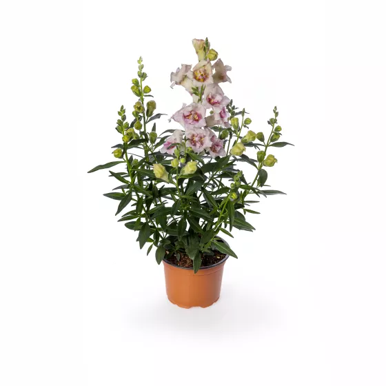 Sweet Duet Lavender Speckle