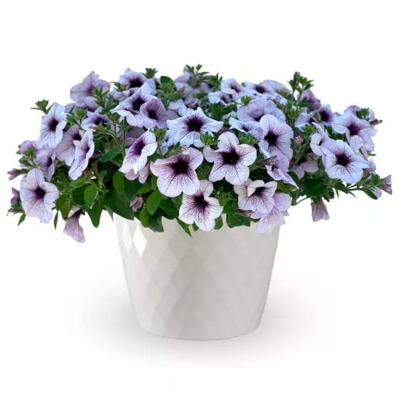 Sanguna® Mega Purple Vein