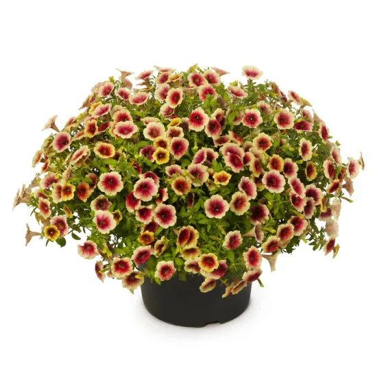 Fun House Peach Melba