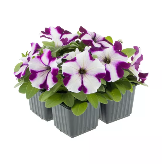 Damask® Burgundy Star